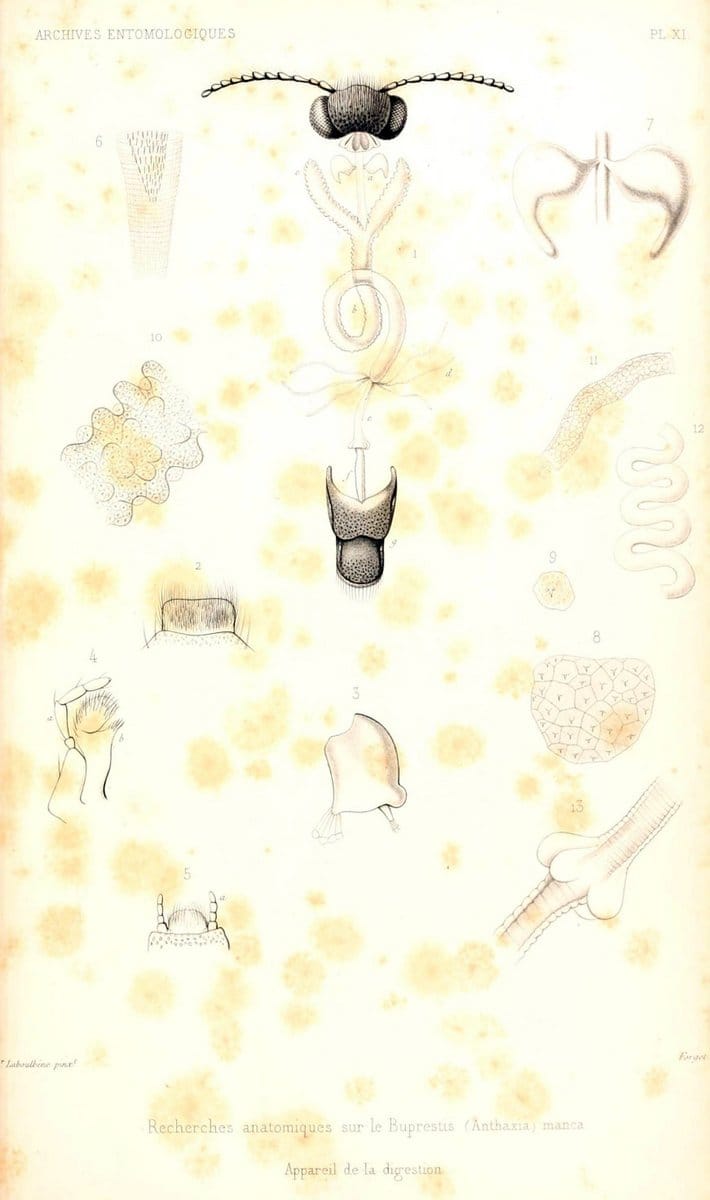 Archives entomologiques, ou, Recueil contenant des illustrations d'insectes nouveaux ou rares /.Paris:Au Bureau du TrÃ©sorier de la SociÃ©tÃ© entomologique de France,1857-1858.. | Reproduction 458114