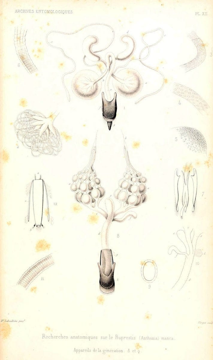 Archives entomologiques, ou, Recueil contenant des illustrations d'insectes nouveaux ou rares /.Paris:Au Bureau du TrÃ©sorier de la SociÃ©tÃ© entomologique de France,1857-1858.. | Reproduction 458115