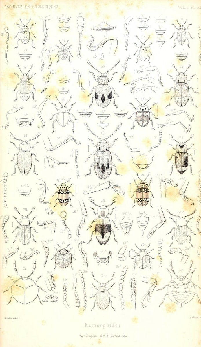 Archives entomologiques, ou, Recueil contenant des illustrations d'insectes nouveaux ou rares /.Paris:Au Bureau du TrÃ©sorier de la SociÃ©tÃ© entomologique de France,1857-1858.. | Reproduction 458116