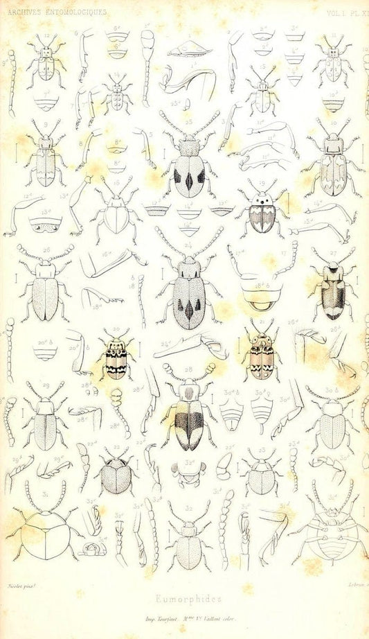 Archives entomologiques, ou, Recueil contenant des illustrations d'insectes nouveaux ou rares /.Paris:Au Bureau du TrÃ©sorier de la SociÃ©tÃ© entomologique de France,1857-1858.. | Reproduction 458116