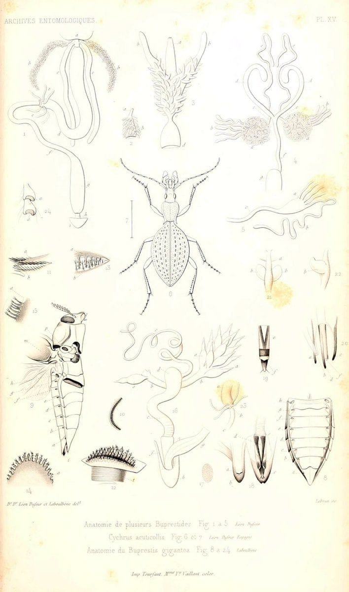 Archives entomologiques, ou, Recueil contenant des illustrations d'insectes nouveaux ou rares /.Paris:Au Bureau du TrÃ©sorier de la SociÃ©tÃ© entomologique de France,1857-1858.. | Reproduction 458118
