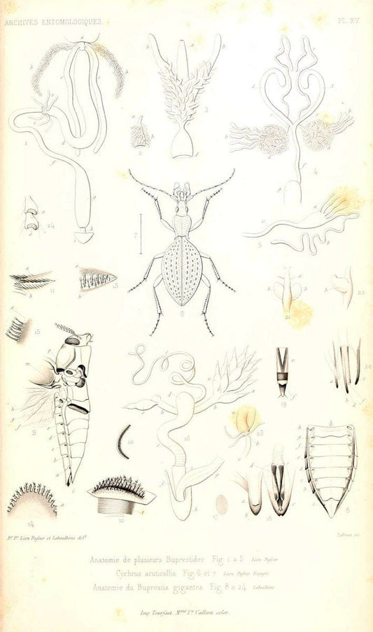 Archives entomologiques, ou, Recueil contenant des illustrations d'insectes nouveaux ou rares /.Paris:Au Bureau du TrÃ©sorier de la SociÃ©tÃ© entomologique de France,1857-1858.. | Reproduction 458118