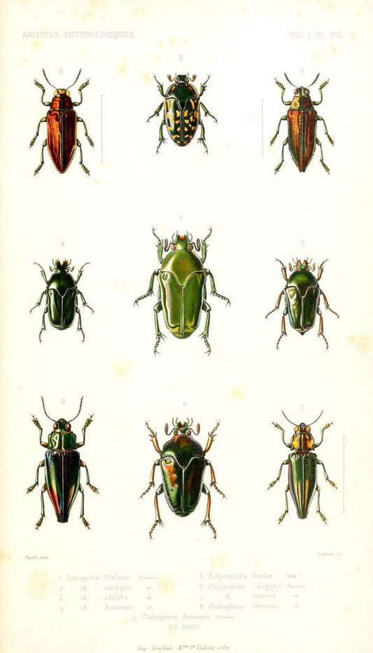 Archives entomologiques, ou, Recueil contenant des illustrations d'insectes nouveaux ou rares /.Paris:Au Bureau du TrÃ©sorier de la SociÃ©tÃ© entomologique de France,1857-1858.. | Reproduction 458119