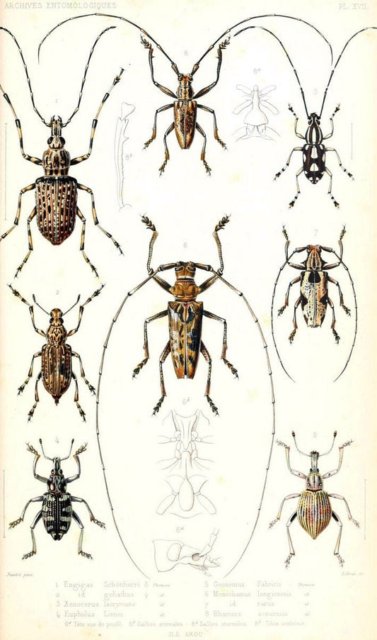 Archives entomologiques, ou, Recueil contenant des illustrations d'insectes nouveaux ou rares /.Paris:Au Bureau du TrÃ©sorier de la SociÃ©tÃ© entomologique de France,1857-1858.. | Reproduction 458120