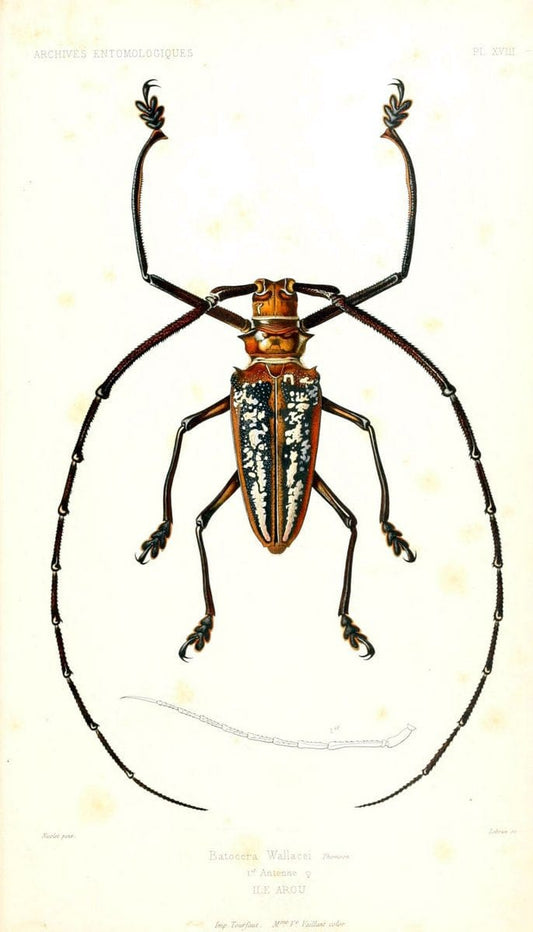 Archives entomologiques, ou, Recueil contenant des illustrations d'insectes nouveaux ou rares /.Paris:Au Bureau du TrÃ©sorier de la SociÃ©tÃ© entomologique de France,1857-1858.. | Reproduction 458121