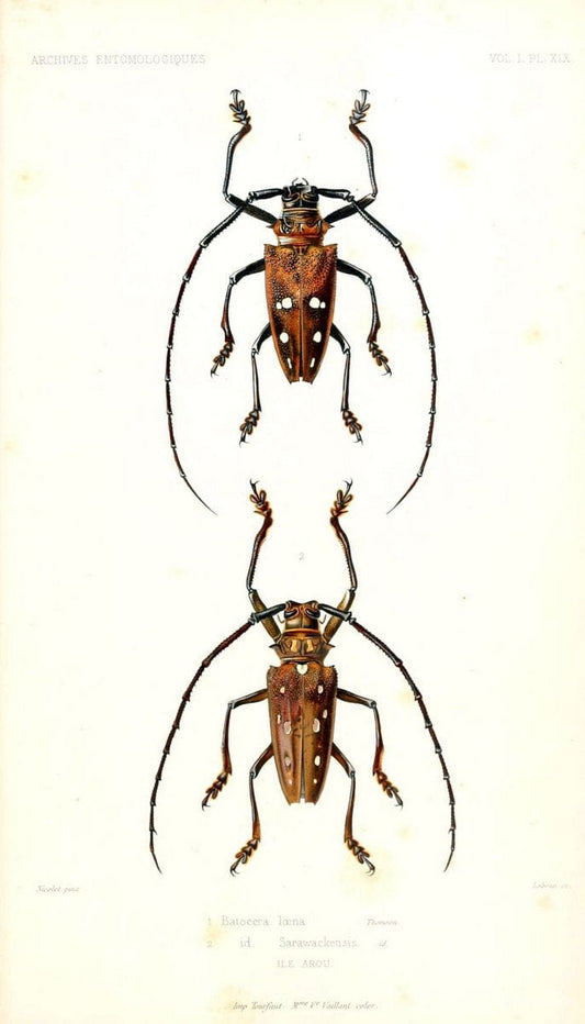 Archives entomologiques, ou, Recueil contenant des illustrations d'insectes nouveaux ou rares /.Paris:Au Bureau du TrÃ©sorier de la SociÃ©tÃ© entomologique de France,1857-1858.. | Reproduction 458122