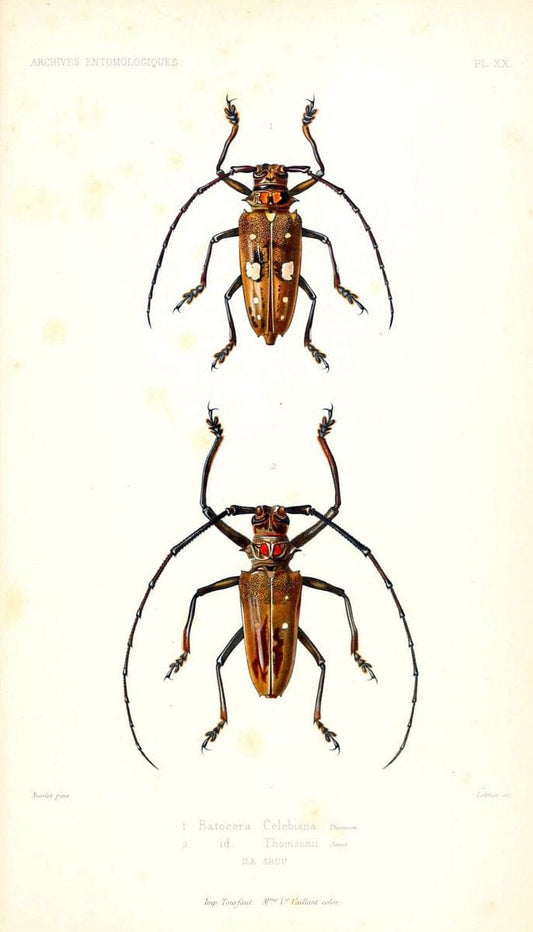 Archives entomologiques, ou, Recueil contenant des illustrations d'insectes nouveaux ou rares /.Paris:Au Bureau du TrÃ©sorier de la SociÃ©tÃ© entomologique de France,1857-1858.. | Reproduction 458123