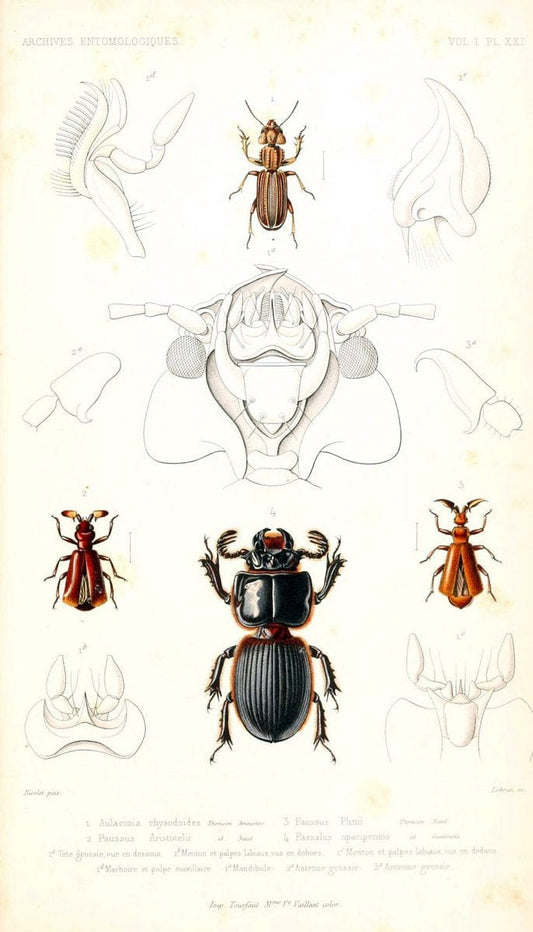 Archives entomologiques, ou, Recueil contenant des illustrations d'insectes nouveaux ou rares /.Paris:Au Bureau du TrÃ©sorier de la SociÃ©tÃ© entomologique de France,1857-1858.. | Reproduction 458124