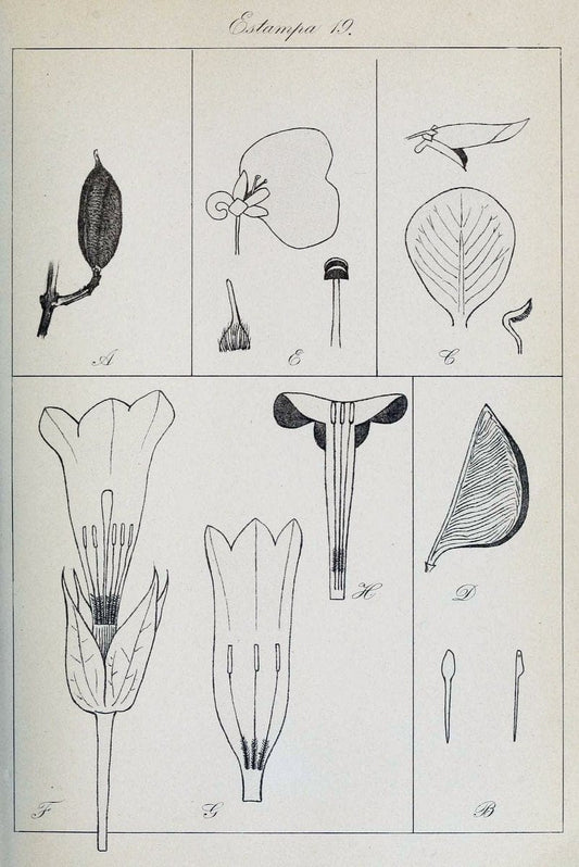 Archivos do Jardim BotÃ Â¢nico do Rio de Janeiro. Rio de Janeiro :Jardim Botanico,1915-. | Brazil Periodicals Plants  | Vintage Print Reproduction 458126