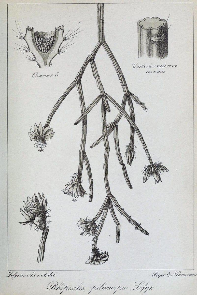 Archivos do Jardim BotÃ Â¢nico do Rio de Janeiro. Rio de Janeiro :Jardim Botanico,1915-. | Brazil Periodicals Plants  | Vintage Print Reproduction 458127