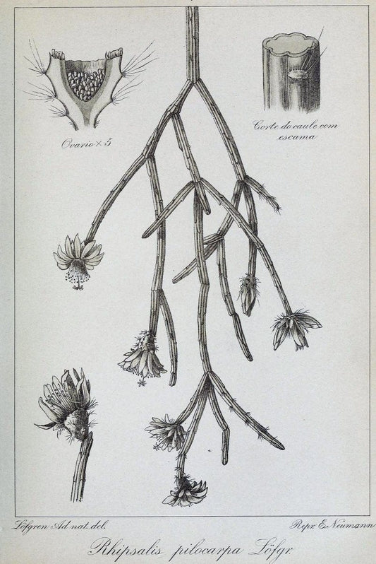 Archivos do Jardim BotÃ Â¢nico do Rio de Janeiro. Rio de Janeiro :Jardim Botanico,1915-. | Brazil Periodicals Plants  | Vintage Print Reproduction 458127