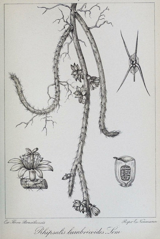 Archivos do Jardim BotÃ Â¢nico do Rio de Janeiro. Rio de Janeiro :Jardim Botanico,1915-. | Brazil Periodicals Plants  | Vintage Print Reproduction 458128