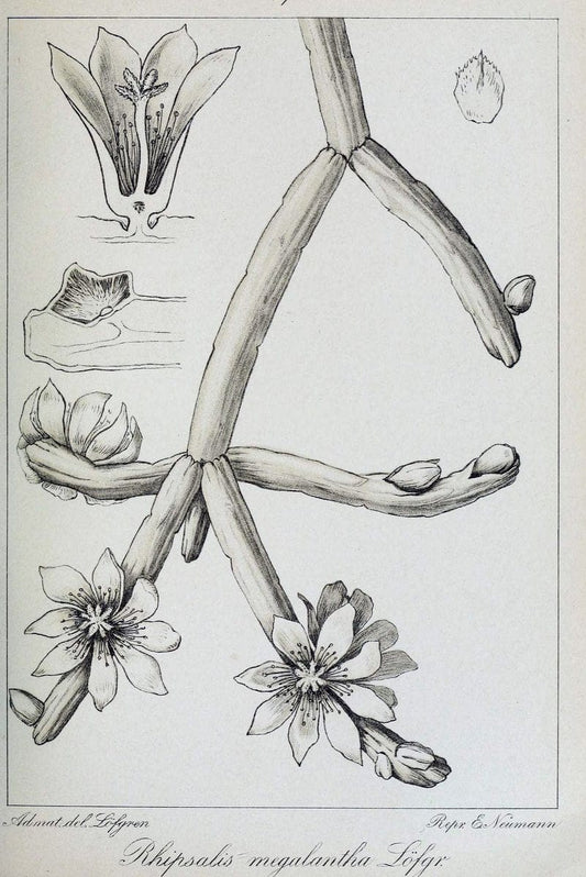 Archivos do Jardim BotÃ Â¢nico do Rio de Janeiro. Rio de Janeiro :Jardim Botanico,1915-. | Brazil Periodicals Plants  | Vintage Print Reproduction 458133