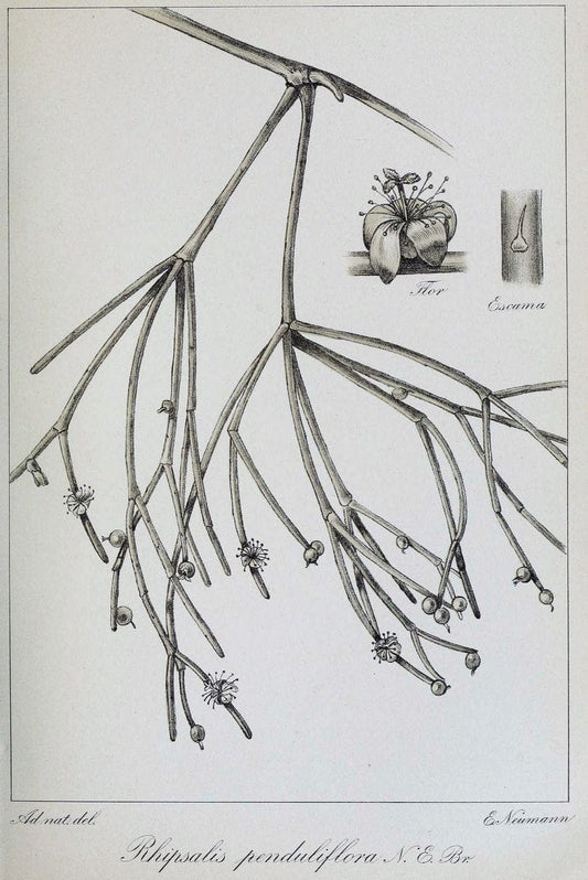 Archivos do Jardim BotÃ Â¢nico do Rio de Janeiro. Rio de Janeiro :Jardim Botanico,1915-. | Brazil Periodicals Plants  | Vintage Print Reproduction 458134