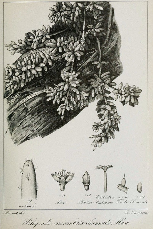 Archivos do Jardim BotÃ Â¢nico do Rio de Janeiro. Rio de Janeiro :Jardim Botanico,1915-. | Brazil Periodicals Plants  | Vintage Print Reproduction 458135