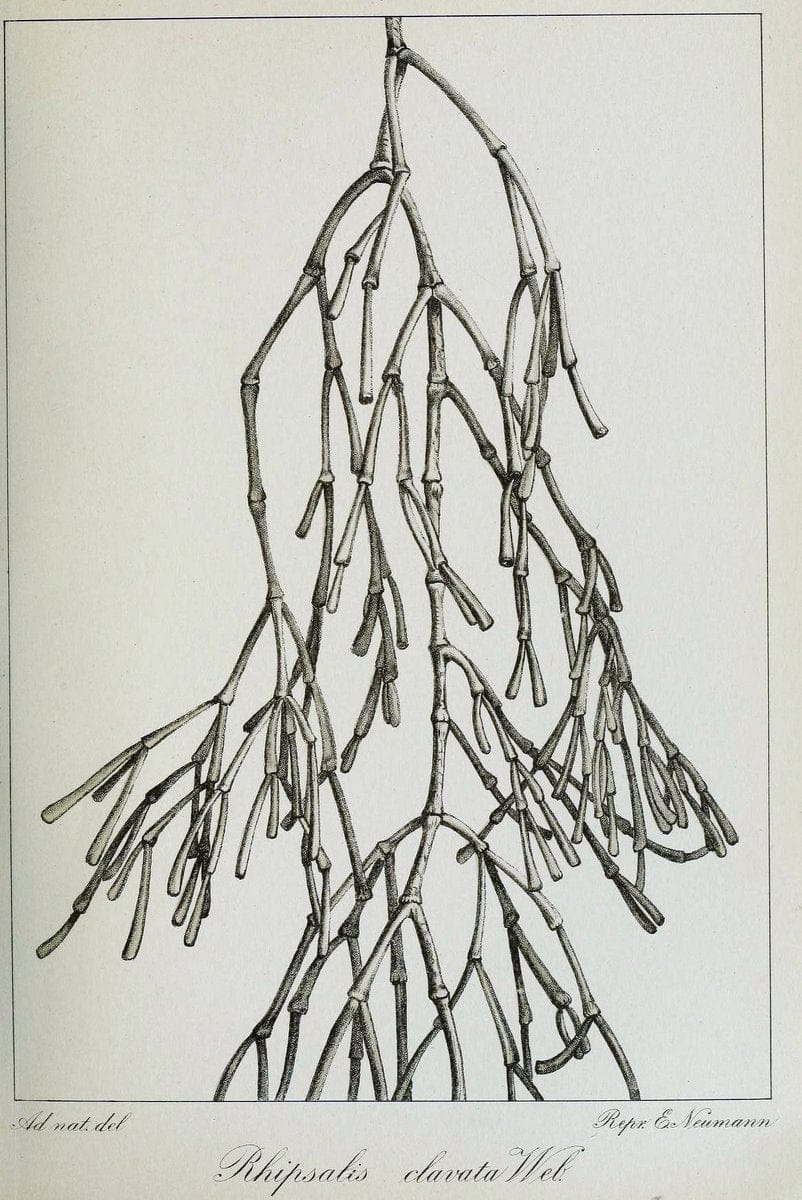 Archivos do Jardim BotÃ Â¢nico do Rio de Janeiro. Rio de Janeiro :Jardim Botanico,1915-. | Brazil Periodicals Plants  | Vintage Print Reproduction 458137