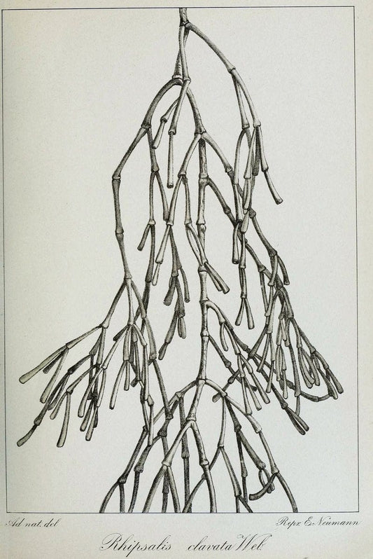 Archivos do Jardim BotÃ Â¢nico do Rio de Janeiro. Rio de Janeiro :Jardim Botanico,1915-. | Brazil Periodicals Plants  | Vintage Print Reproduction 458137
