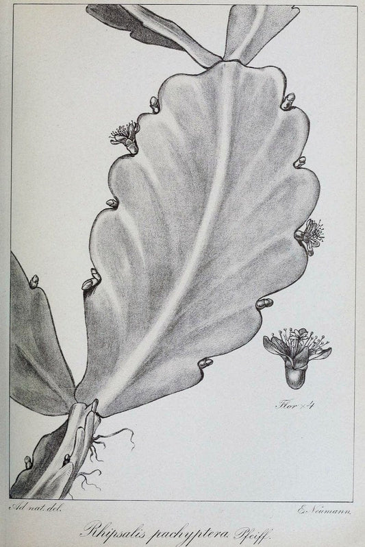 Archivos do Jardim BotÃ Â¢nico do Rio de Janeiro. Rio de Janeiro :Jardim Botanico,1915-. | Brazil Periodicals Plants  | Vintage Print Reproduction 458138