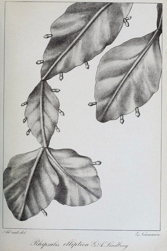 Archivos do Jardim BotÃ Â¢nico do Rio de Janeiro. Rio de Janeiro :Jardim Botanico,1915-. | Brazil Periodicals Plants  | Vintage Print Reproduction 458139