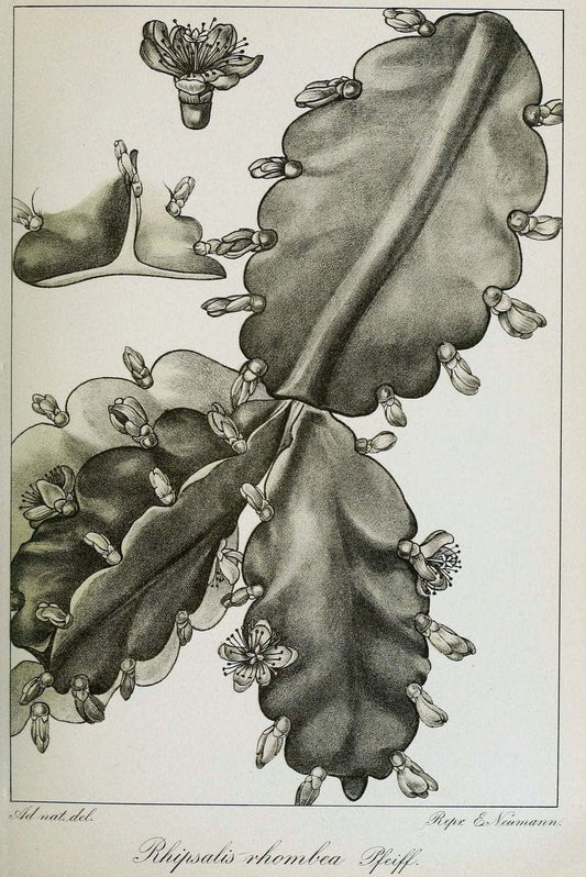 Archivos do Jardim BotÃ Â¢nico do Rio de Janeiro. Rio de Janeiro :Jardim Botanico,1915-. | Brazil Periodicals Plants  | Vintage Print Reproduction 458140