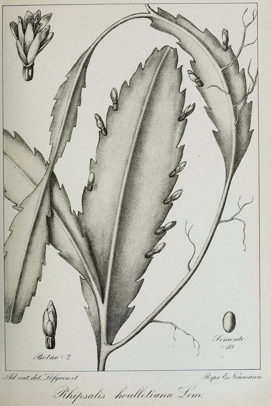 Archivos do Jardim BotÃ Â¢nico do Rio de Janeiro. Rio de Janeiro :Jardim Botanico,1915-. | Brazil Periodicals Plants  | Vintage Print Reproduction 458141