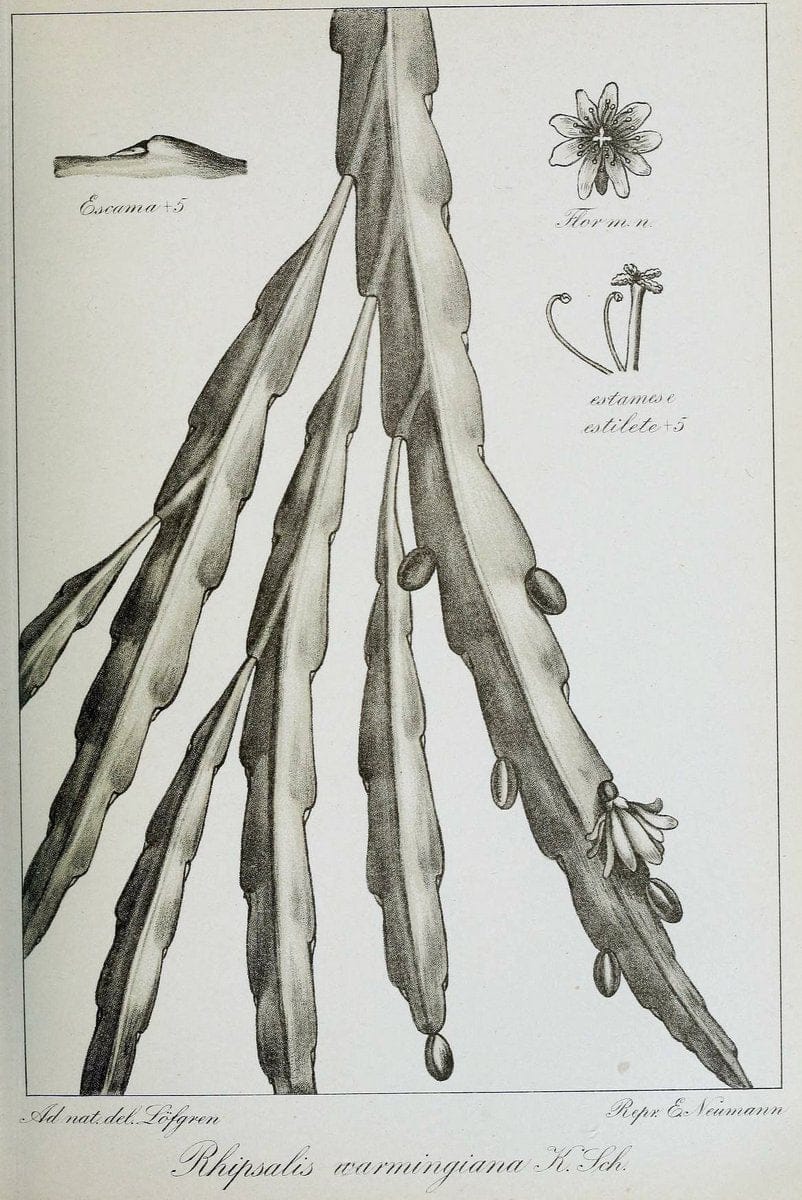 Archivos do Jardim BotÃ Â¢nico do Rio de Janeiro. Rio de Janeiro :Jardim Botanico,1915-. | Brazil Periodicals Plants  | Vintage Print Reproduction 458142