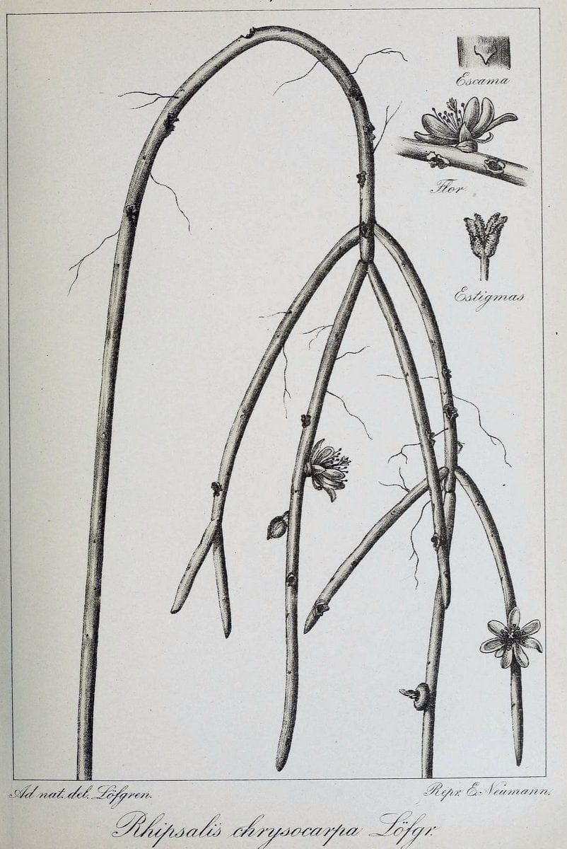 Archivos do Jardim BotÃ Â¢nico do Rio de Janeiro. Rio de Janeiro :Jardim Botanico,1915-. | Brazil Periodicals Plants  | Vintage Print Reproduction 458144