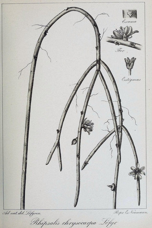 Archivos do Jardim BotÃ Â¢nico do Rio de Janeiro. Rio de Janeiro :Jardim Botanico,1915-. | Brazil Periodicals Plants  | Vintage Print Reproduction 458144