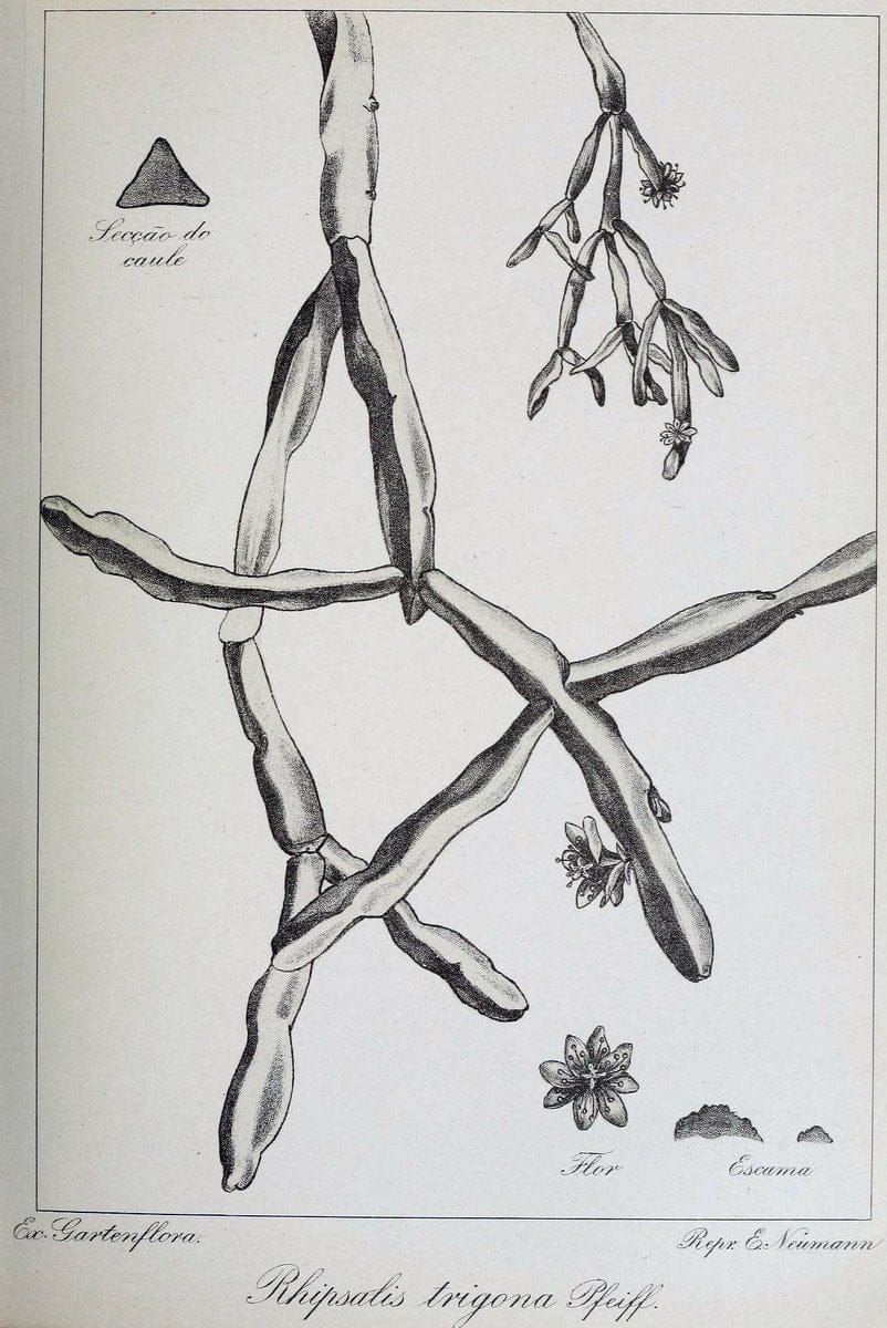 Archivos do Jardim BotÃ Â¢nico do Rio de Janeiro. Rio de Janeiro :Jardim Botanico,1915-. | Brazil Periodicals Plants  | Vintage Print Reproduction 458147