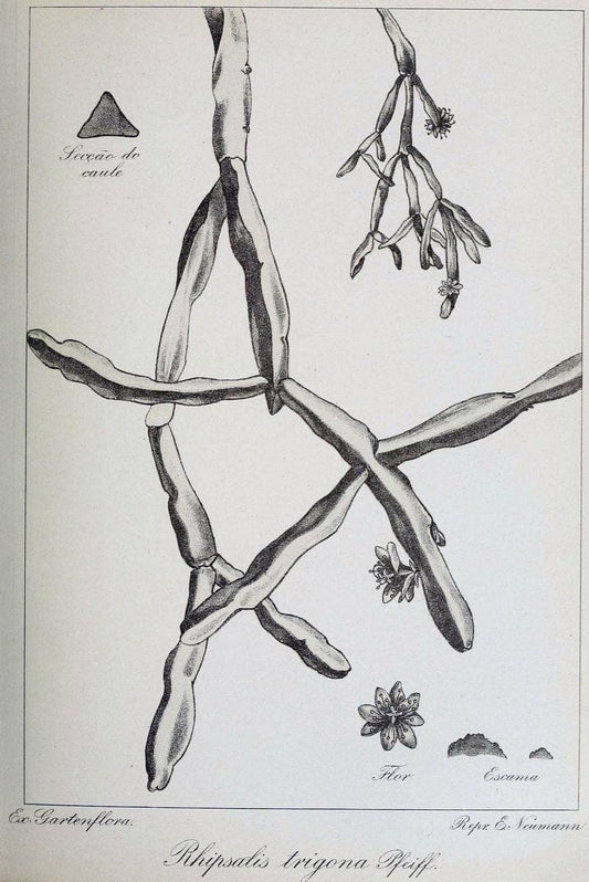 Archivos do Jardim BotÃ Â¢nico do Rio de Janeiro. Rio de Janeiro :Jardim Botanico,1915-. | Brazil Periodicals Plants  | Vintage Print Reproduction 458147
