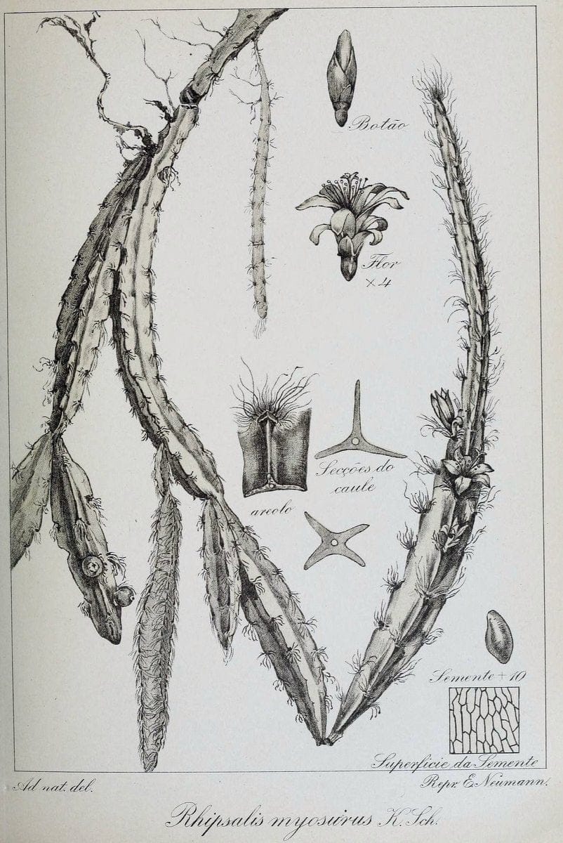 Archivos do Jardim BotÃ Â¢nico do Rio de Janeiro. Rio de Janeiro :Jardim Botanico,1915-. | Brazil Periodicals Plants  | Vintage Print Reproduction 458148