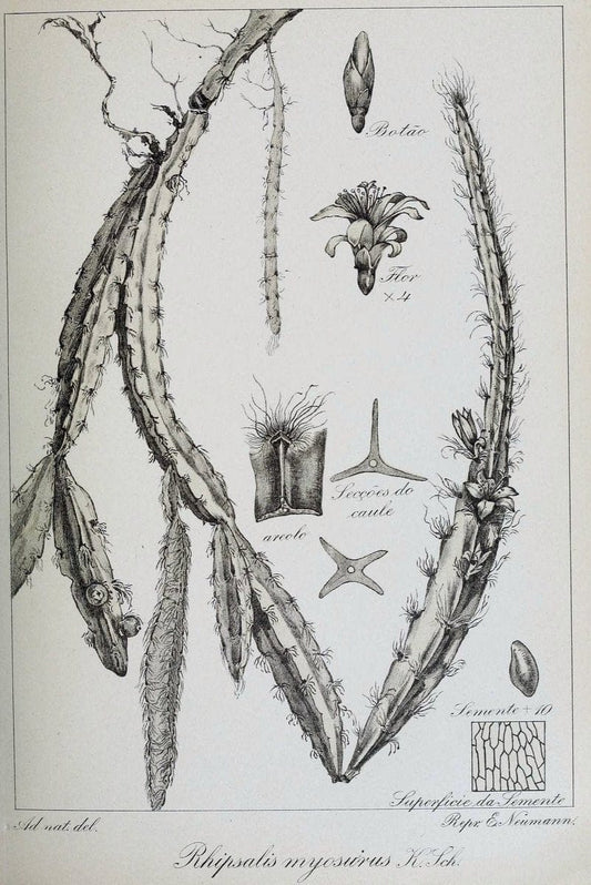 Archivos do Jardim BotÃ Â¢nico do Rio de Janeiro. Rio de Janeiro :Jardim Botanico,1915-. | Brazil Periodicals Plants  | Vintage Print Reproduction 458148
