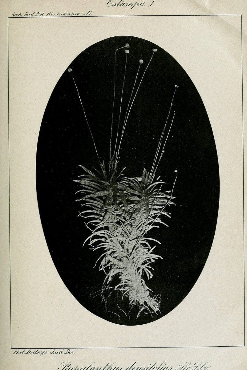 Archivos do Jardim BotÃ Â¢nico do Rio de Janeiro. Rio de Janeiro :Jardim Botanico,1915-. | Brazil Periodicals Plants  | Vintage Print Reproduction 458150