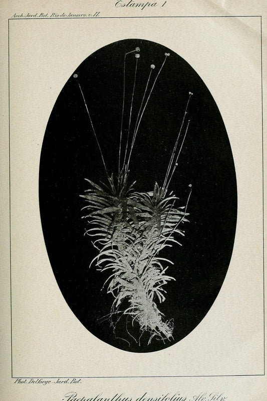Archivos do Jardim BotÃ Â¢nico do Rio de Janeiro. Rio de Janeiro :Jardim Botanico,1915-. | Brazil Periodicals Plants  | Vintage Print Reproduction 458150