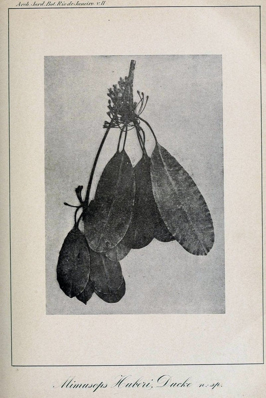 Archivos do Jardim BotÃ Â¢nico do Rio de Janeiro. Rio de Janeiro :Jardim Botanico,1915-. | Brazil Periodicals Plants  | Vintage Print Reproduction 458152