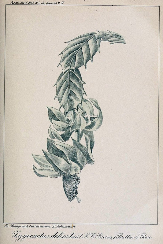 Archivos do Jardim BotÃ Â¢nico do Rio de Janeiro. Rio de Janeiro :Jardim Botanico,1915-. | Brazil Periodicals Plants  | Vintage Print Reproduction 458153