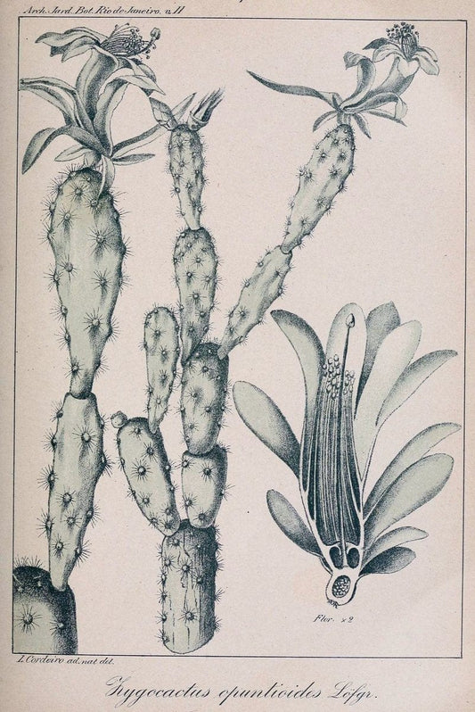 Archivos do Jardim BotÃ Â¢nico do Rio de Janeiro. Rio de Janeiro :Jardim Botanico,1915-. | Brazil Periodicals Plants  | Vintage Print Reproduction 458154