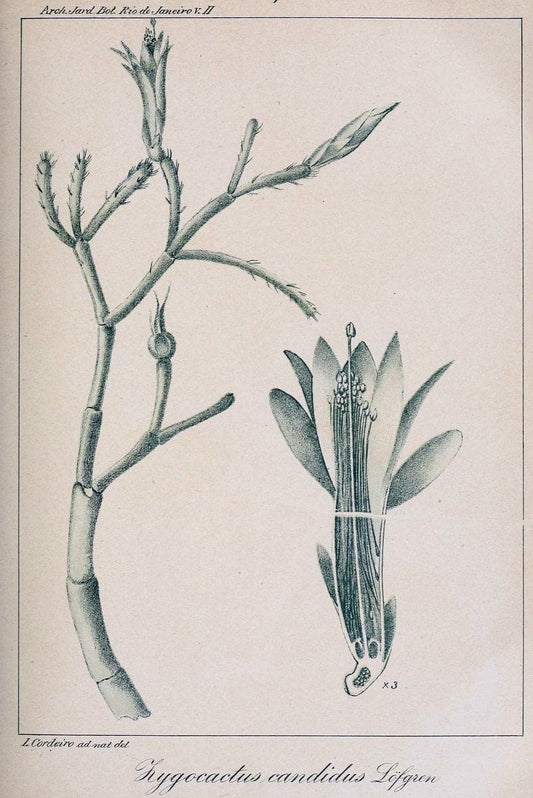 Archivos do Jardim BotÃ Â¢nico do Rio de Janeiro. Rio de Janeiro :Jardim Botanico,1915-. | Brazil Periodicals Plants  | Vintage Print Reproduction 458156