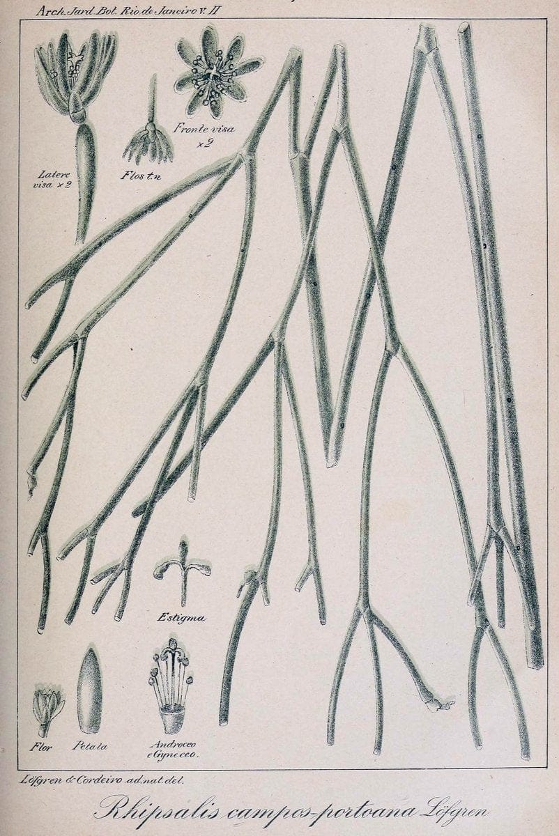 Archivos do Jardim BotÃ Â¢nico do Rio de Janeiro. Rio de Janeiro :Jardim Botanico,1915-. | Brazil Periodicals Plants  | Vintage Print Reproduction 458157