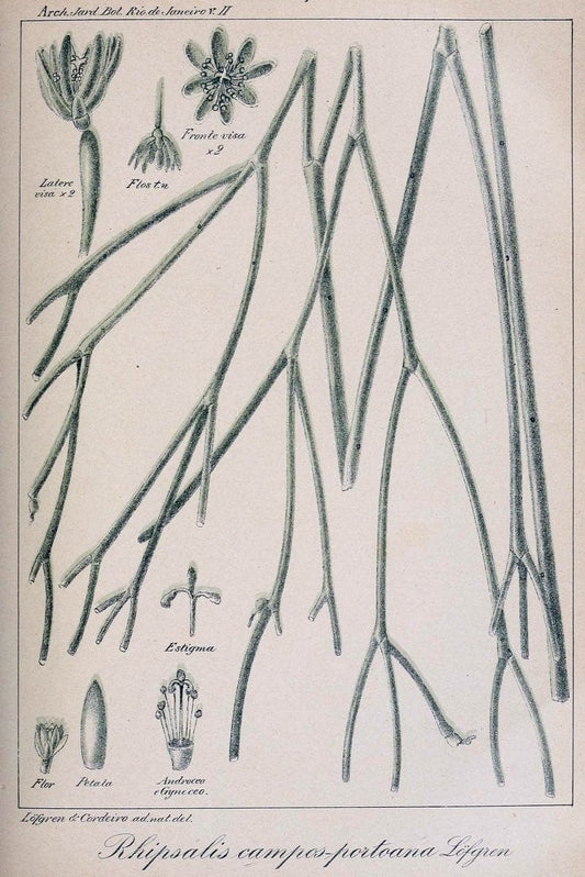 Archivos do Jardim BotÃ Â¢nico do Rio de Janeiro. Rio de Janeiro :Jardim Botanico,1915-. | Brazil Periodicals Plants  | Vintage Print Reproduction 458157