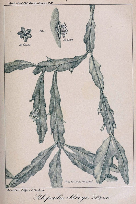 Archivos do Jardim BotÃ Â¢nico do Rio de Janeiro. Rio de Janeiro :Jardim Botanico,1915-. | Brazil Periodicals Plants  | Vintage Print Reproduction 458158