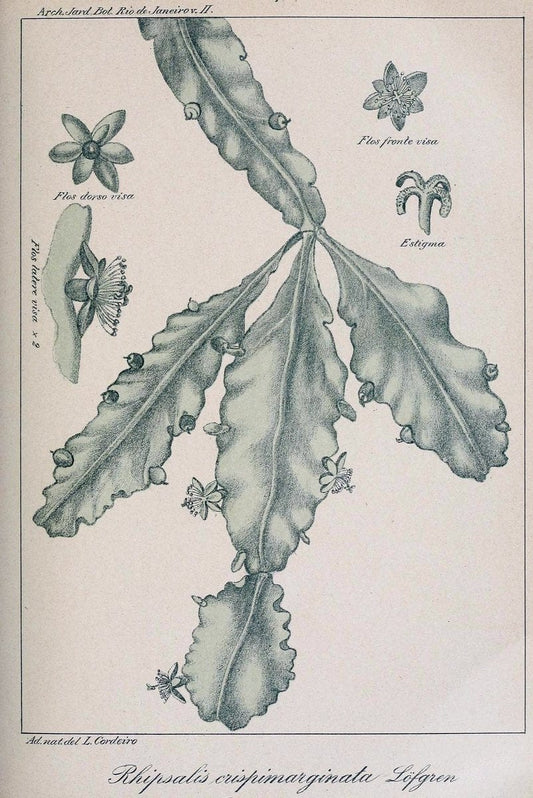 Archivos do Jardim BotÃ Â¢nico do Rio de Janeiro. Rio de Janeiro :Jardim Botanico,1915-. | Brazil Periodicals Plants  | Vintage Print Reproduction 458159