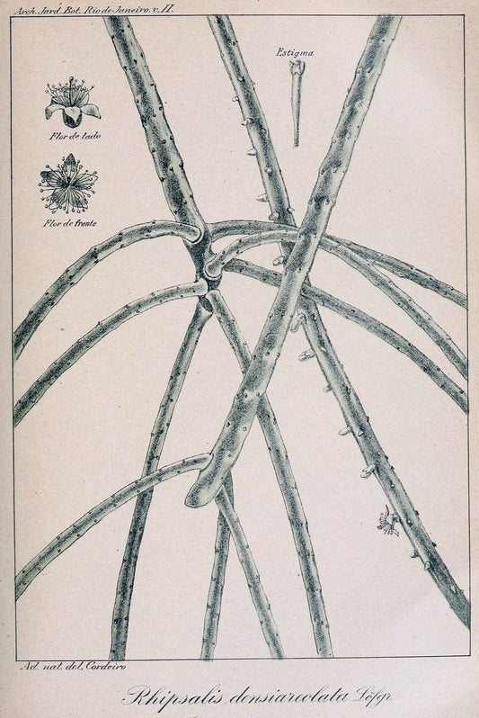 Archivos do Jardim BotÃ Â¢nico do Rio de Janeiro. Rio de Janeiro :Jardim Botanico,1915-. | Brazil Periodicals Plants  | Vintage Print Reproduction 458161