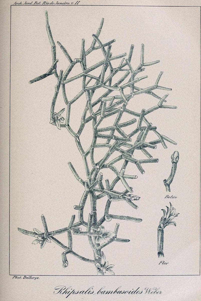 Archivos do Jardim BotÃ Â¢nico do Rio de Janeiro. Rio de Janeiro :Jardim Botanico,1915-. | Brazil Periodicals Plants  | Vintage Print Reproduction 458162