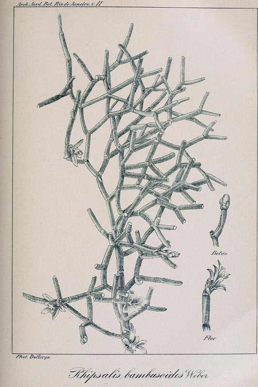 Archivos do Jardim BotÃ Â¢nico do Rio de Janeiro. Rio de Janeiro :Jardim Botanico,1915-. | Brazil Periodicals Plants  | Vintage Print Reproduction 458162