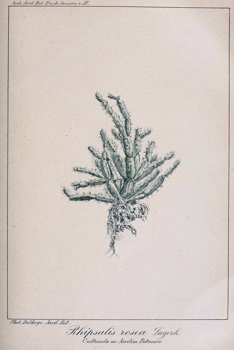 Archivos do Jardim BotÃ Â¢nico do Rio de Janeiro. Rio de Janeiro :Jardim Botanico,1915-. | Brazil Periodicals Plants  | Vintage Print Reproduction 458164