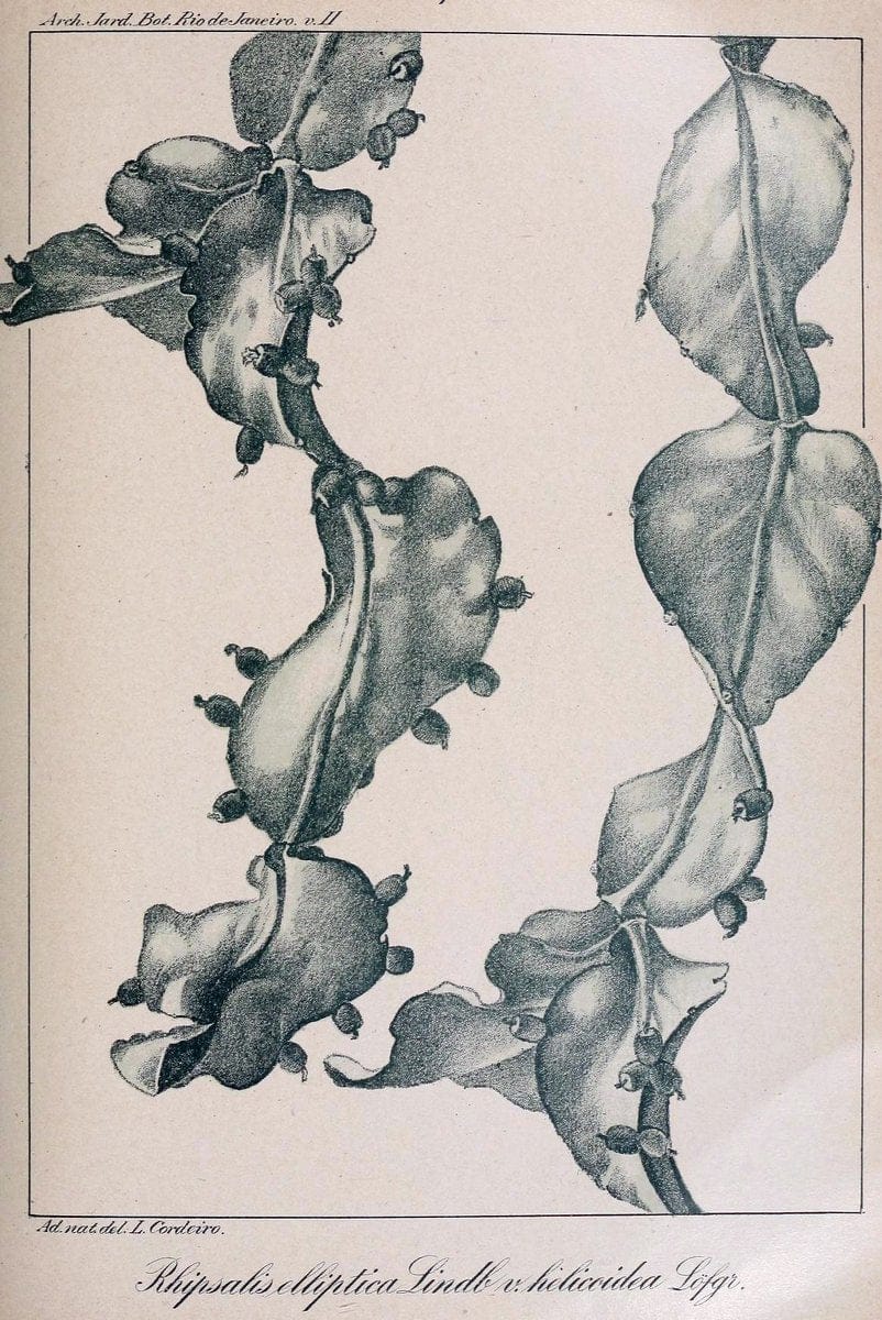 Archivos do Jardim BotÃ Â¢nico do Rio de Janeiro. Rio de Janeiro :Jardim Botanico,1915-. | Brazil Periodicals Plants  | Vintage Print Reproduction 458165