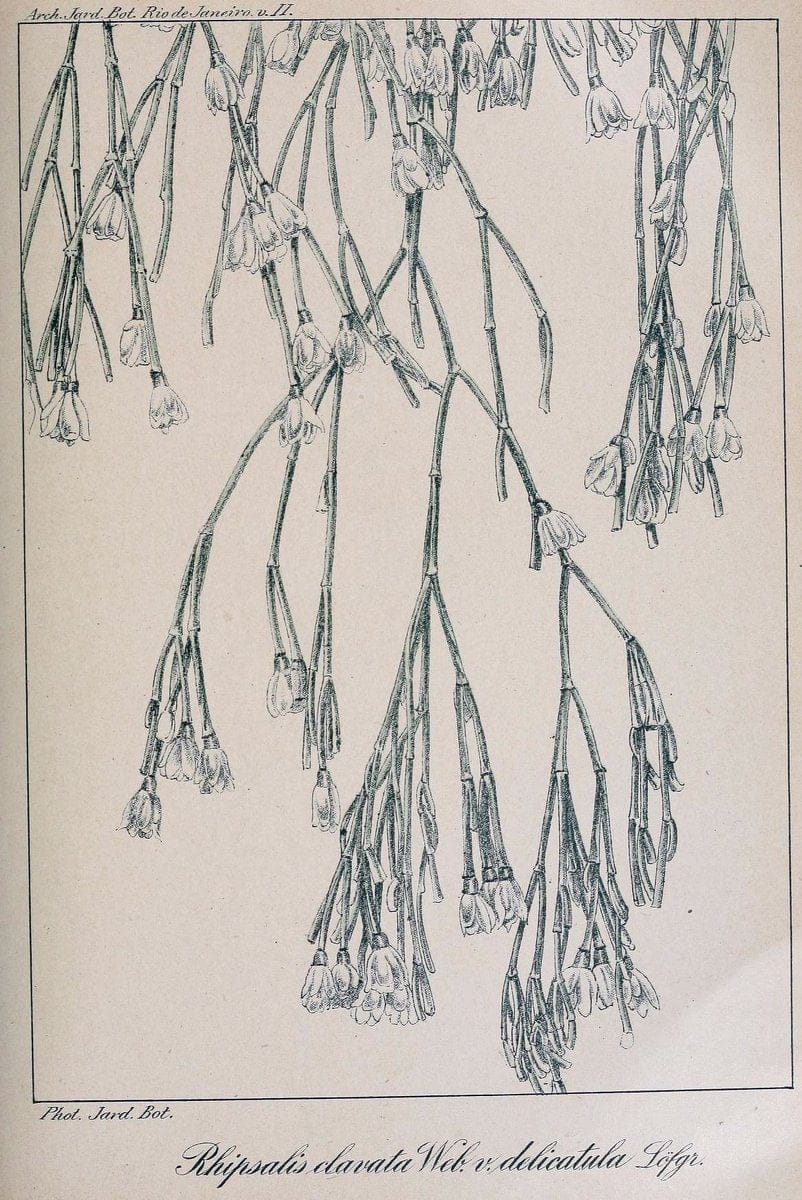Archivos do Jardim BotÃ Â¢nico do Rio de Janeiro. Rio de Janeiro :Jardim Botanico,1915-. | Brazil Periodicals Plants  | Vintage Print Reproduction 458166