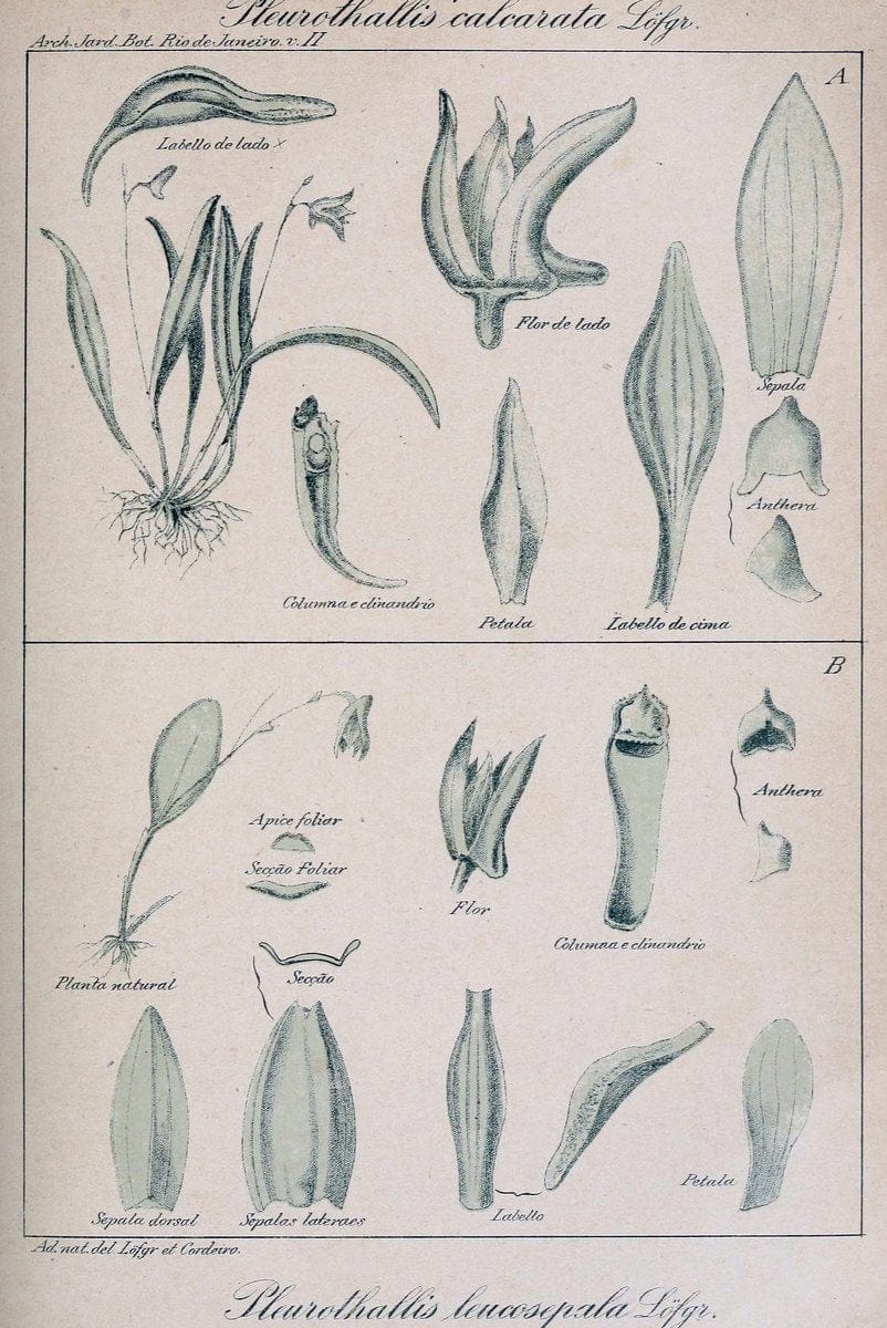 Archivos do Jardim BotÃ Â¢nico do Rio de Janeiro. Rio de Janeiro :Jardim Botanico,1915-. | Brazil Periodicals Plants  | Vintage Print Reproduction 458167