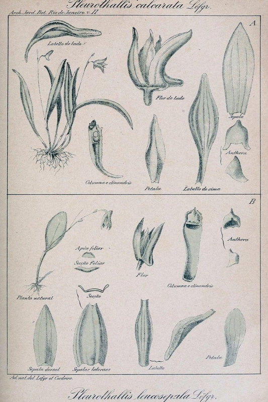 Archivos do Jardim BotÃ Â¢nico do Rio de Janeiro. Rio de Janeiro :Jardim Botanico,1915-. | Brazil Periodicals Plants  | Vintage Print Reproduction 458167